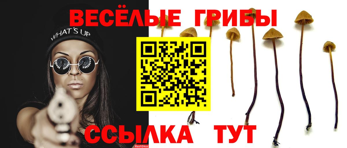 Менделеевск  Галлюциногенные грибы Psilocybine cubensis  Вход с VPN 